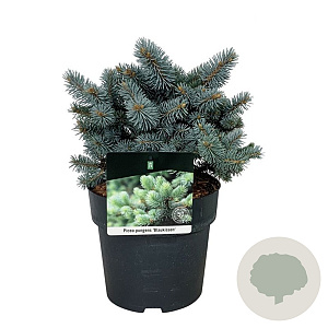 Picea pungens 'Blaukissen' 15-20 cm