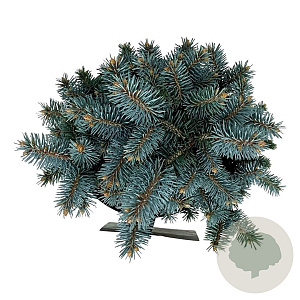 Picea pungens 'Blaukissen' 15-20 cm