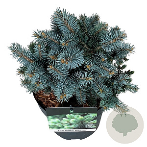 Picea pungens 'Blaukissen' 15-20 cm