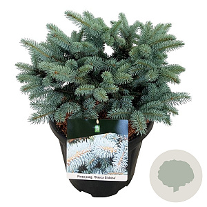 Picea pungens 'Glauca Globosa' 30-40 cm 15L