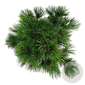 Pinus heldreichii 'Compact Gem' 30-40 cm 7,5L