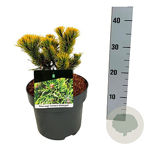 Pinus mugo 'Carsten's Wintergold' 15-20 cm