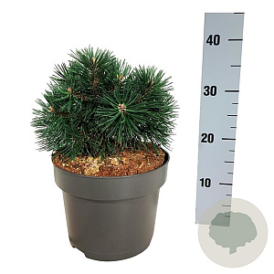 Pinus mugo 'Green Pearl' 20-25 cm