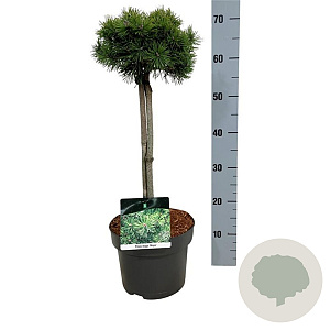 Pinus mugo 'Mops' 40 cm stam 5,0L