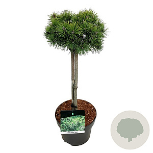 Pinus mugo 'Mops' 40 cm stam 5,0L
