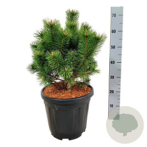 Pinus mugo 'Mumpitz' 30-40 cm 15L
