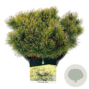 Pinus mugo 'Ophir' 30-40 cm 15L