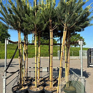 Pinus sylvestris 12-14 HO container 180 cm stam lei 150x150