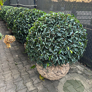 Prunus l. 'Angustifolia' 90-100 cm draadkluit bol extra