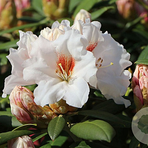 Rhododendron (Y) 'Bohlken's Snow Fire' 30 cm 5,0L