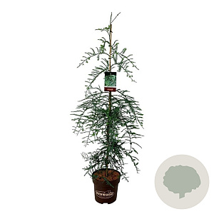 Sequoia s. 'Winter Blue' 125-150 cm 15L