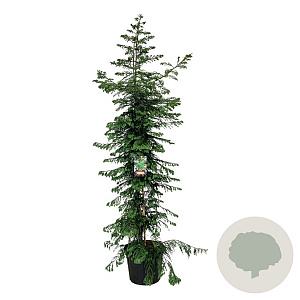 Sequoia s. 'Xeno' 250-300 cm cont. 70L