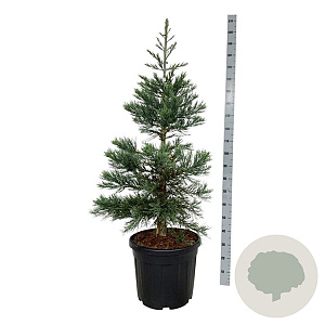 Sequoiadendron g. 'Glaucum' 125-150 cm cont. 55L extra