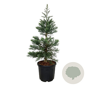 Sequoiadendron g. 'Glaucum' 125-150 cm cont. 55L extra