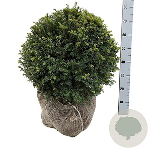Taxus baccata 55-60 cm met kluit bol extra