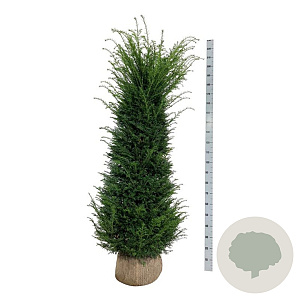 Taxus baccata 180-200 cm met kluit extra