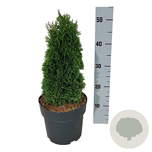 Thuja occ. 'Maks' 25-30 cm
