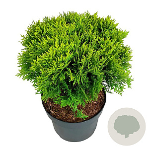Thuja occ. 'Mirjam' 30-40 cm 6,5L