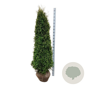 Thuja occ. 'Pyramidalis Compacta' 200-225 cm met kluit extra
