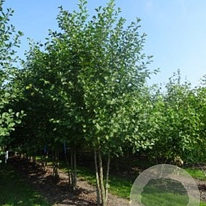 Alnus glutinosa 450-500 cm draadkluit meerstammig