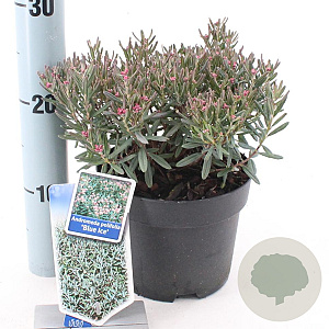 Andromeda polifolia 'Blue Ice' 20-25 cm 2,0L