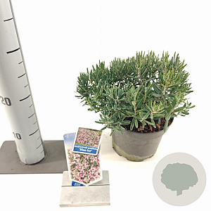 Andromeda polifolia 'Blue Ice' 20-25 cm 2,0L