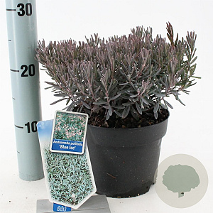 Andromeda polifolia 'Blue Ice' 20-25 cm 2,0L