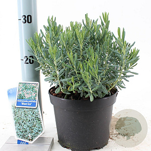 Andromeda polifolia 'Blue Ice' 20-25 cm 2,0L