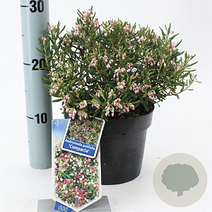 Andromeda polifolia 'Compacta' 20-25 cm 2,0L