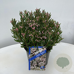 Andromeda polifolia 'Compacta' 20-25 cm 2,0L