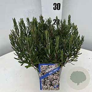 Andromeda polifolia 'Compacta' 20-25 cm 2,0L