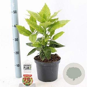 Aucuba jap. 'Variegata' 30-40 cm 3,0L