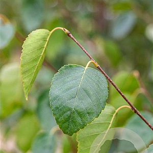 Betula utilis jacquemontii 12-14 HO wortelgoed