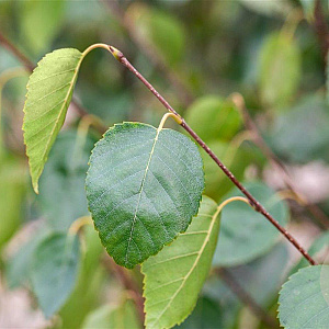 Betula utilis jacquemontii 12-14 HO wortelgoed
