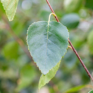 Betula utilis jacquemontii 14-16 HO wortelgoed