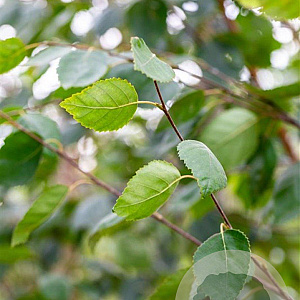 Betula utilis jacquemontii 14-16 HO wortelgoed