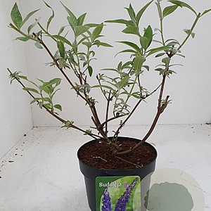 Buddleja d. Adonis Blue 40-60 cm 2,0L