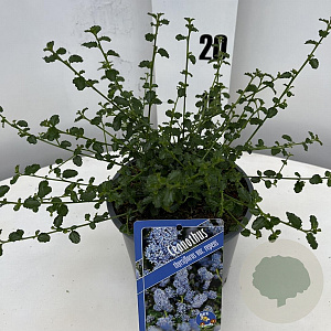 Ceanothus thyrsiflorus repens 20-25 cm 2,0L