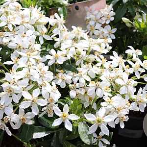 Choisya 'Aztec Pearl' 100-125 cm met kluit struik