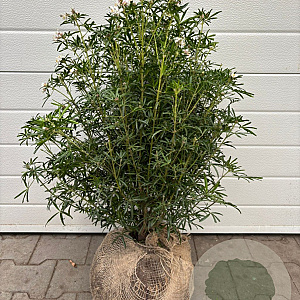 Choisya t. White Dazzler 50-60 cm met kluit struik