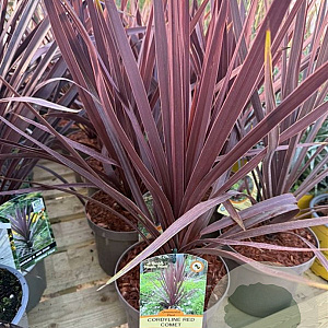 Cordyline australis 'Red Comet' 25-30 cm 2,0L