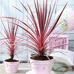 Cordyline aus. Charlie Boy 25-30 cm 2,0L