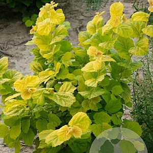 Corylus avellana 'Aurea' 200-250 cm draadkluit struik 100-150 breed