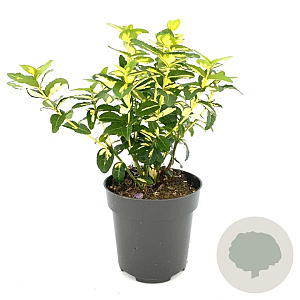 Euonymus fort. Blondy 30-35 cm P26