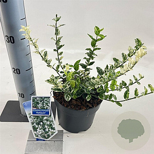 Euonymus fort. 'Harlequin' 20-25 cm 2,0L