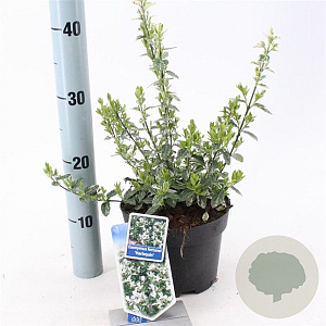 Euonymus fort. 'Harlequin' 20-25 cm 2,0L