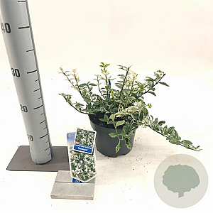 Euonymus fort. 'Harlequin' 20-25 cm 2,0L