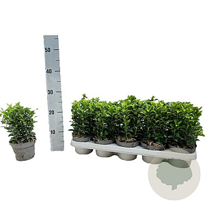Euonymus jap. 'Green Spire' 15-20 cm P12