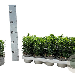 Euonymus jap. 'Green Spire' 15-20 cm P12