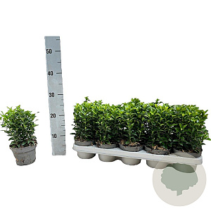 Euonymus jap. 'Green Spire' 15-20 cm P12